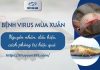 Bệnh virus mùa xuân trên cá: Dấu hiệu, nguyên nhân & phòng trị