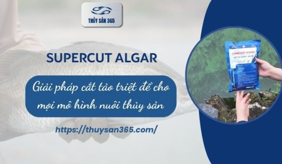 SUPER CUT 500g – Cắt tảo thế hệ mới X2 hiệu quả
