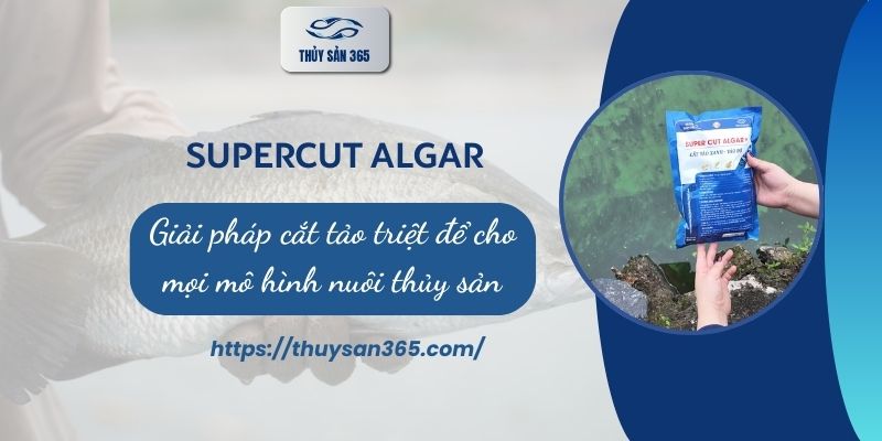 SUPER CUT 500g – Cắt tảo thế hệ mới X2 hiệu quả