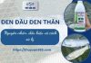 Bệnh đen đầu đen thân: Nguyên nhân, dấu hiệu và cách xử lý