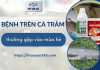 Tổng hợp các bệnh trên cá trắm vào mùa hè phổ biến