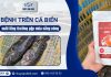 Bệnh trên cá biển nuôi lồng thường gặp mùa nắng nóng