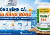 Phòng Bệnh Cá Mùa Nắng Hiệu Quả Cho Ao Nuôi