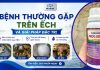 Bệnh Thường Gặp Trên Ếch Và Giải Pháp Đặc Trị