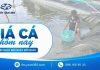 Giá Cá Hôm Nay 31/8/2026: Thị Trường Giá Ổn Định