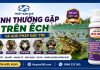 Bệnh Thường Gặp Trên Ếch Và Giải Pháp Đặc Trị