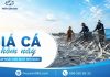 Giá Cá Hôm Nay 29/8/2026: Cập Nhật Giá Cá Mới Nhất