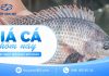 Giá cá hôm nay 07/09/2026: Thị trường chưa có nhiều biến động