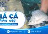 Giá cá hôm nay 4/9/2026: Rô phi, diêu hồng tại ao tăng