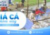 Giá cá hôm nay 08/09/2026 – Thị trường tăng nhẹ
