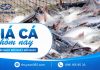 Giá cá hôm nay 5/9/2026: Cá tra, rô phi, diêu hồng cả nước