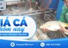Giá cá hôm nay 10/09/2026: Giá bán duy trì mặt bằng ổn định
