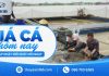 Giá cá hôm nay 09/09/2026: Thị trường tiếp tục đi ngang