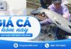 Gía cá hôm nay 16/09/2026 – Thị trường tăng nhẹ