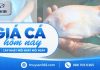 Giá cá hôm nay 21/09/2026: Thị trường đầu tuần ổn định