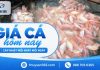 Giá cá hôm nay 24/09/2026 – Thị trường ổn định trên cả nước