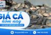 Giá cá hôm nay 25/09/2026: Thị trường khá ổn định