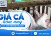 Giá cá hôm nay 13/10/2026: Người nuôi cần lưu ý gì?
