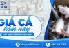 Giá cá hôm nay 01/10/2026 – Đầu tháng thị trường đi ngang