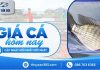 Giá cá hôm nay 05/10/2026: Thị trường chưa có dấu hiệu tăng giá