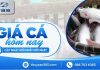 Giá cá hôm nay 06/10/2026: Cá nước ngọt chưa có tín hiệu tăng giá