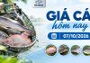 Giá cá hôm nay 07/10/2026: Thị trường điều chỉnh nhẹ
