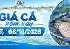 Giá cá hôm nay 08/10/2026: Thị trường chưa có biến động mới
