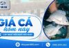 Giá cá hôm nay 10/10/2026: Thị trường tiếp tục giữ nhịp ổn định