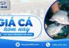 Giá cá hôm nay 15/10/2026: Thị trường tiếp tục đi ngang