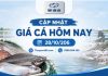 Giá cá hôm nay 28/10/2026: Thị trường cuối tháng ổn định